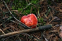 Rostoczek 11.2008 012